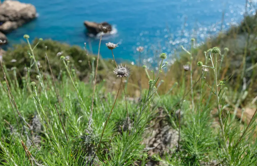 Thorn plants on cliff above bright blue ocean