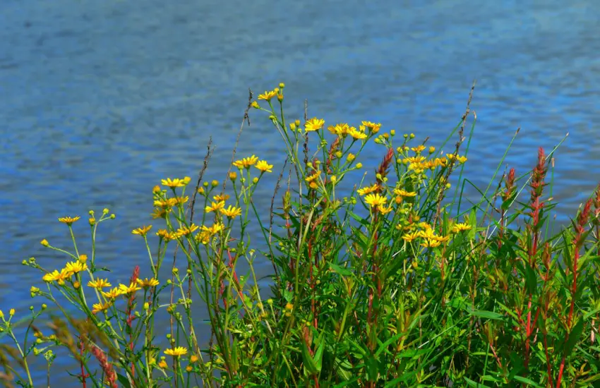Yellow wildflowers growing by the edge of a blue river