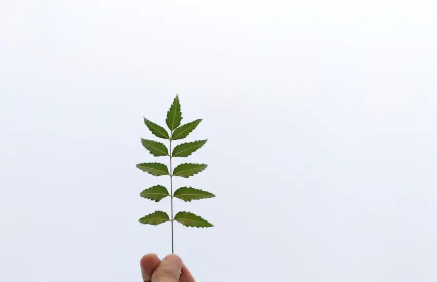 green bunch of leaves