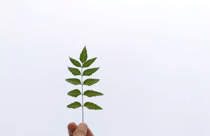 green bunch of leaves