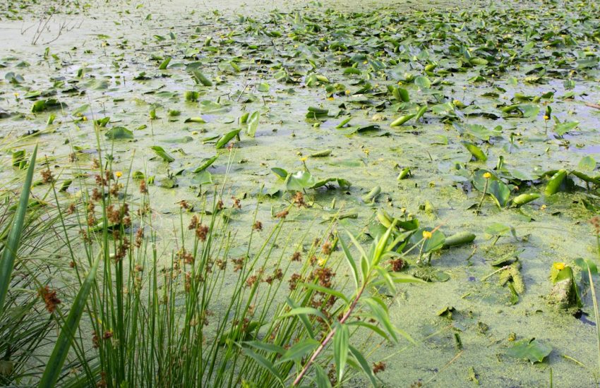 a swampy area with lots of plants and water
