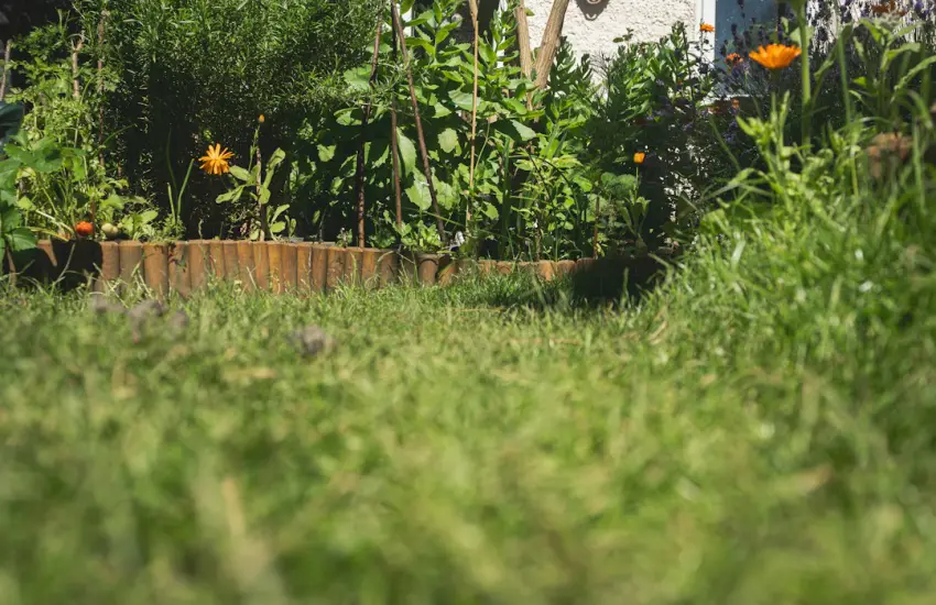 A low angle view of a lush green garden path