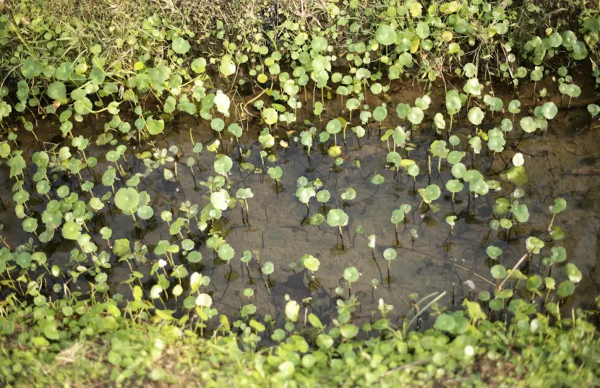 green leaves on the ground