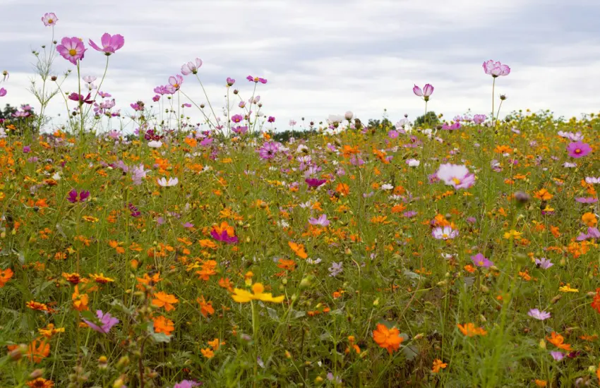 a field of colorful flowers